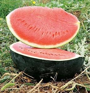 Seminte de pepene verde Rijk Zwaan Baronesa F1