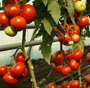 Seminte de rosii Rijk Zwaan Doufu F1