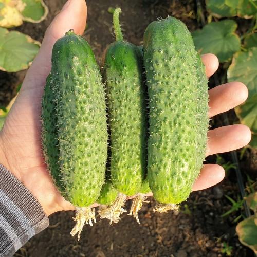 Seminte de castraveti Nongwoo Bio Absolute F1