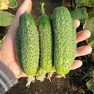 Seminte de castraveti Nongwoo Bio Absolute F1