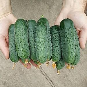 Seminte de castraveti Nongwoo Bio Absolute F1