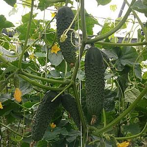 Seminte de castraveti Nongwoo Bio Absolute F1