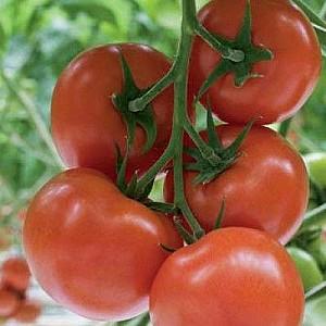 Seminte de rosii Rijk Zwaan Beril F1