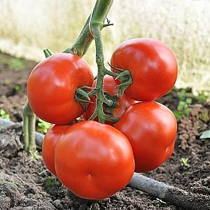 Seminte de rosii Rijk Zwaan Beril F1