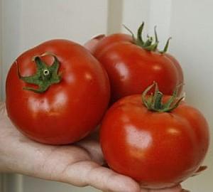 Seminte de rosii Rijk Zwaan Alamina F1