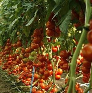 Seminte de rosii Rijk Zwaan Alamina F1