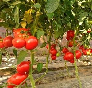 Seminte de rosii Rijk Zwaan Attiya F1