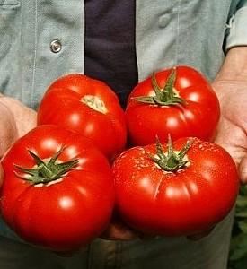 Seminte de rosii Rijk Zwaan Mohitos F1