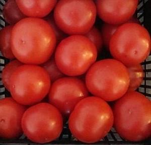 Seminte de rosii Rijk Zwaan Lilos F1