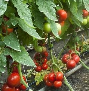 Seminte de rosii Rijk Zwaan Lilos F1