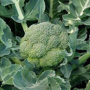 Seminte de broccoli Rijk Zwaan Agassi F1