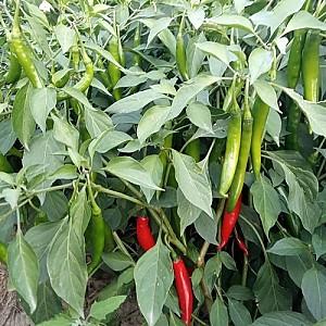 Seminte de ardei Nongwoo Bio Big Daddy F1