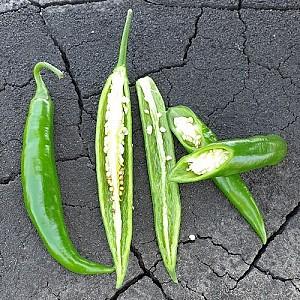 Seminte de ardei Nongwoo Bio Big Daddy F1