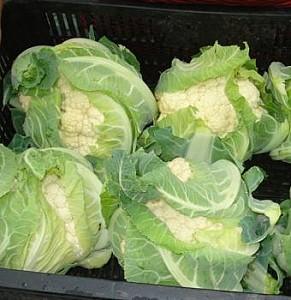 Seminte de conopida Rijk Zwaan Santa Mariea F1