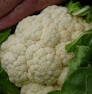 Seminte de conopida Rijk Zwaan Santa Mariea F1