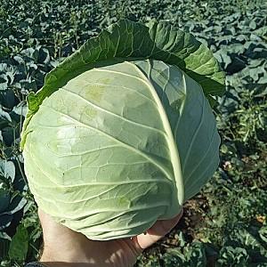 Seminte de varza alba Nongwoo Bio Polka F1