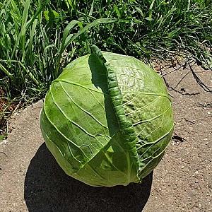 Seminte de varza alba Nongwoo Bio Polka F1