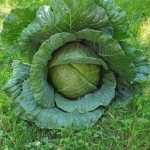 Seminte de varza alba Nongwoo Bio Polka F1