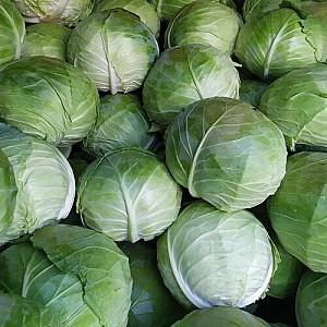 Seminte de varza alba Nongwoo Bio Polka F1