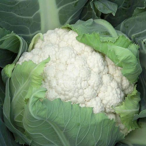 Seminte de conopida Rijk Zwaan Chambord F1