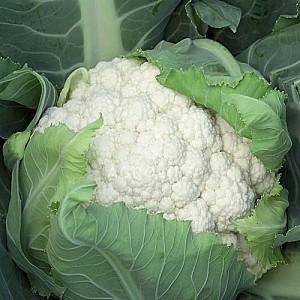 Seminte de conopida Rijk Zwaan Chambord F1