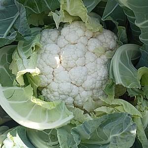 Seminte de conopida Nongwoo Bio Bianca F1