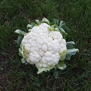 Seminte de conopida Nongwoo Bio Bianca F1