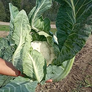 Seminte de conopida Nongwoo Bio Bianca F1