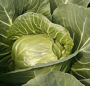 Seminte de varza alba Rijk Zwaan Pushma F1