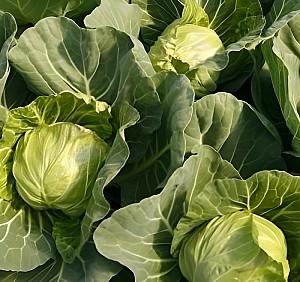 Seminte de varza alba Rijk Zwaan Pushma F1
