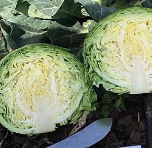 Seminte de varza alba Rijk Zwaan Zarissima F1