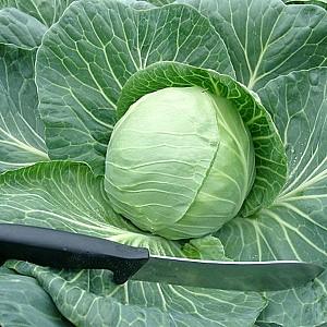 Seminte de varza alba Rijk Zwaan Lemma F1