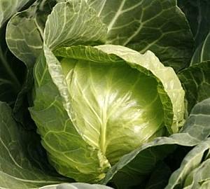 Seminte de varza alba Rijk Zwaan Lemma F1