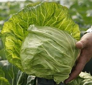 Seminte de varza alba Rijk Zwaan Lemma F1