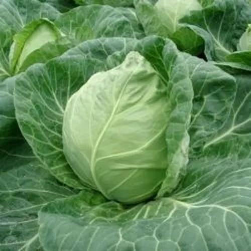 Seminte de varza alba Rijk Zwaan Rayma F1