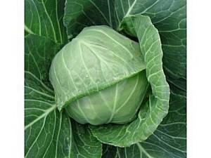 Seminte de varza alba Rijk Zwaan Rayma F1