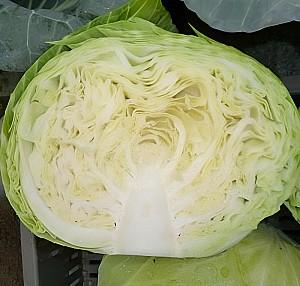 Seminte de varza alba Rijk Zwaan Tacoma F1