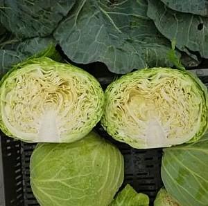 Seminte de varza alba Rijk Zwaan Tacoma F1