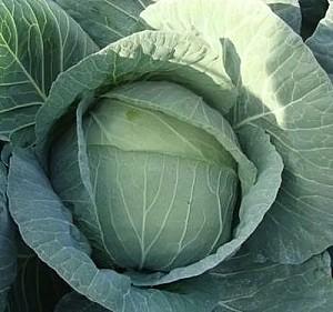 Seminte de varza alba Rijk Zwaan Multima F1