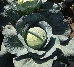 Seminte de varza alba Rijk Zwaan Multima F1