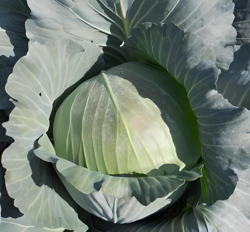 Seminte de varza alba Rijk Zwaan Gintama F1