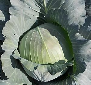 Seminte de varza alba Rijk Zwaan Gintama F1