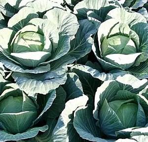 Seminte de varza alba Rijk Zwaan Gintama F1