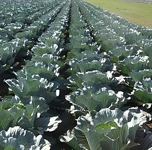 Seminte de varza alba Rijk Zwaan Gintama F1