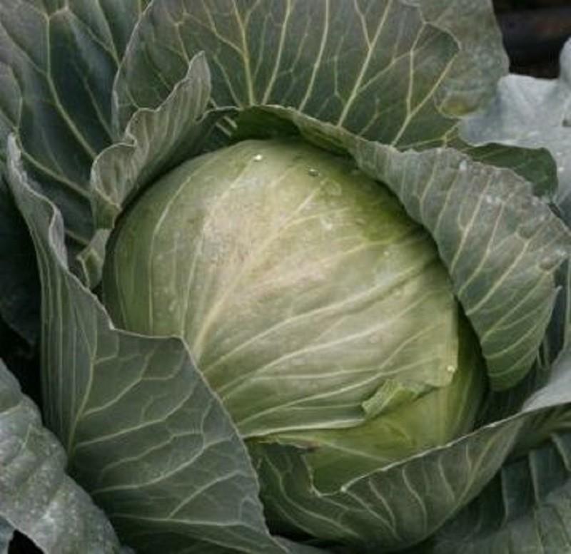 Seminte de varza alba Rijk Zwaan Secoma F1