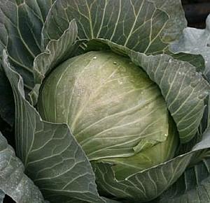 Seminte de varza alba Rijk Zwaan Secoma F1