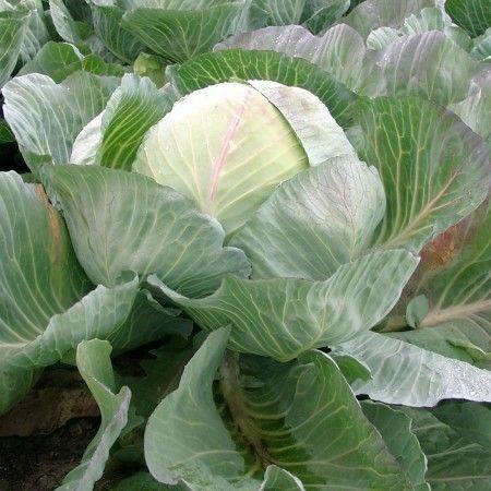 Seminte de varza alba Rijk Zwaan Selma F1