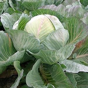 Seminte de varza alba Rijk Zwaan Selma F1