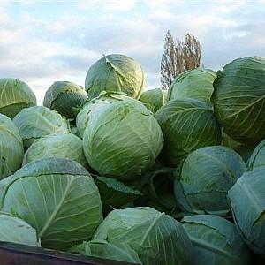 Seminte de varza alba Rijk Zwaan Selma F1