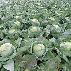 Seminte de varza alba Rijk Zwaan Selma F1